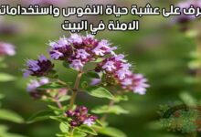 تعرف على عشبة حياة النفوس واستخداماتها الامنة في البيت