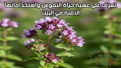 تعرف على عشبة حياة النفوس واستخداماتها الامنة في البيت
