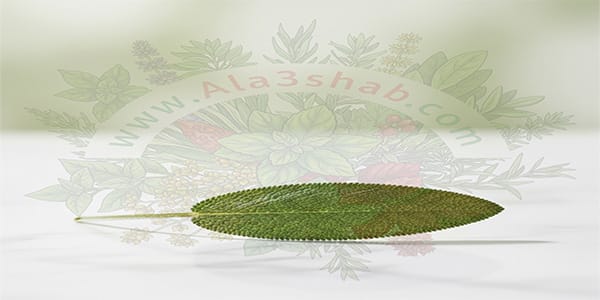 يلا نبدأ رحلتنا سوا في عالم الأعشاب وكنوزه الخضراء ونكتشف جمال الطبيعة