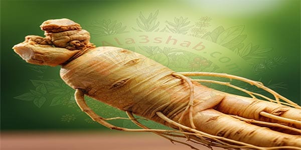 أفضل أعشاب لزيادة الطاقة والتركيز دليلك الطبيعي عشان تفوق وتركز