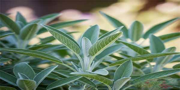 جرب عشبه البرجس في بيتك وجمالك بوصفات سهلة وطبيعية