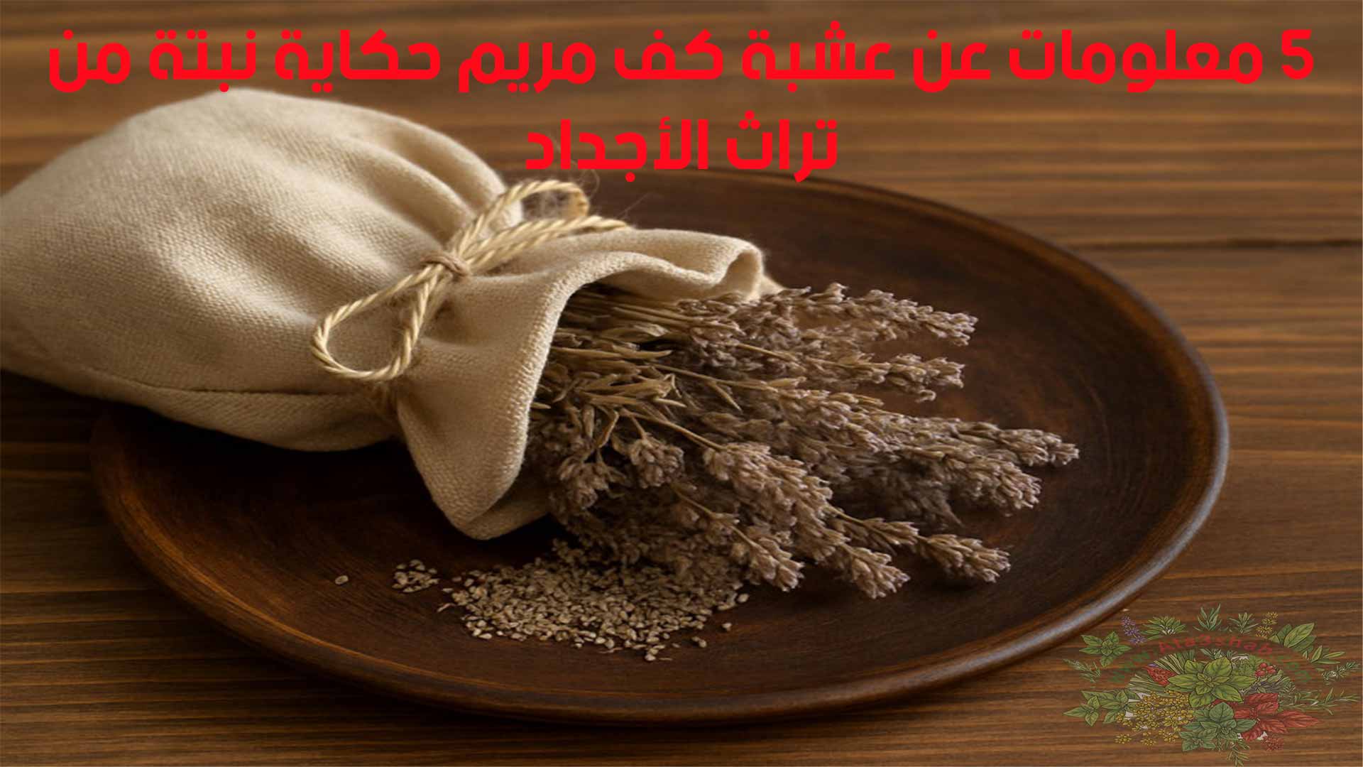 5 معلومات عن عشبة كف مريم حكاية نبتة من تراث الأجداد