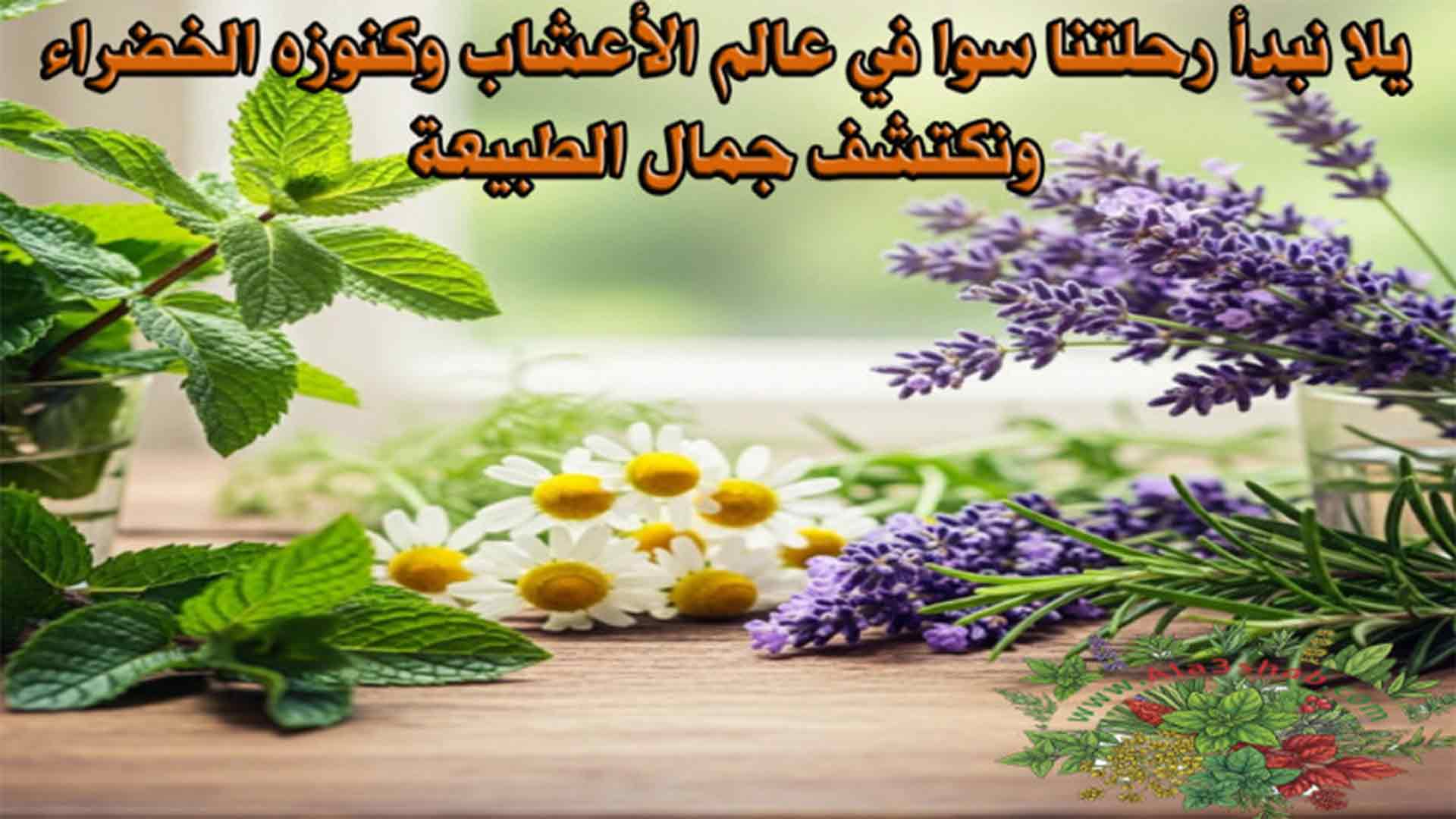 يلا نبدأ رحلتنا سوا في عالم الأعشاب وكنوزه الخضراء ونكتشف جمال الطبيعة