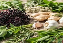 اعشاب طبيعية لدعم المناعة دليلك للحفاظ لدعم صحة جسمك