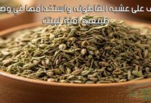 تعرف على عشبه القاطونه واستخدامها في وصفات طبيعية امنة لبيتك