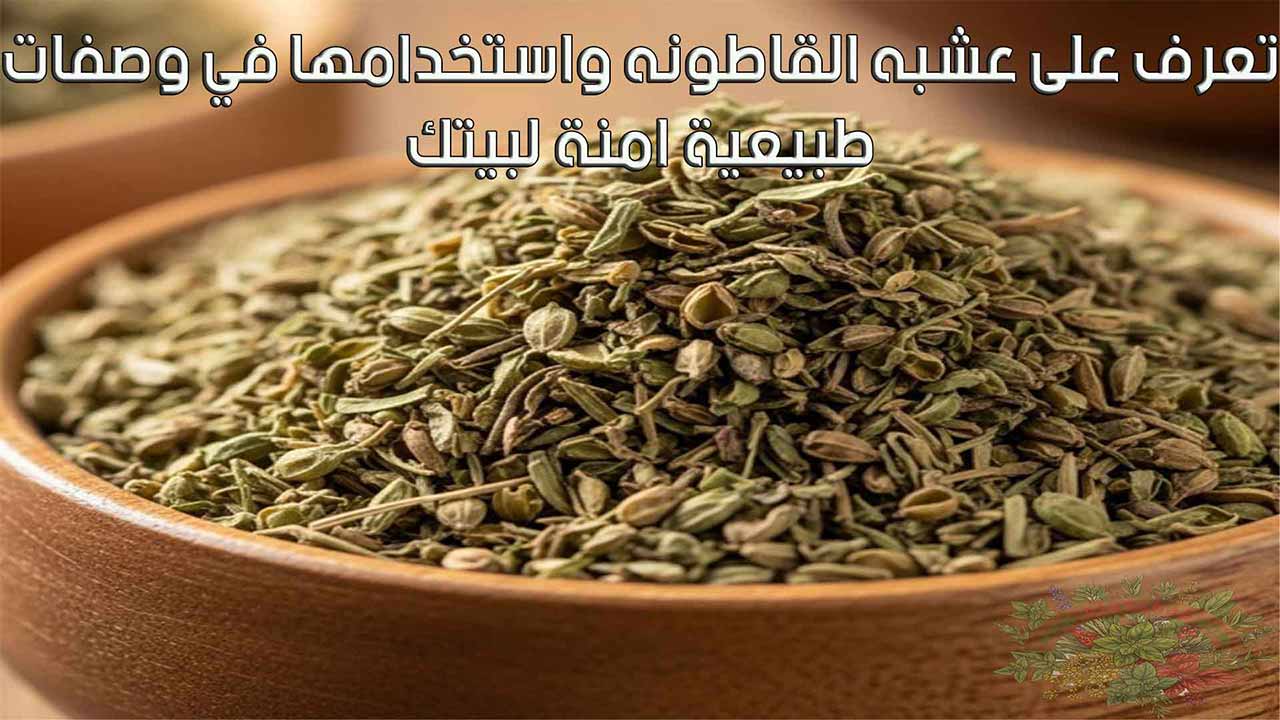 تعرف على عشبه القاطونه واستخدامها في وصفات طبيعية امنة لبيتك