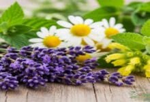 اعشاب تساعد على الاسترخاء مع دليلك الطبيعي للراحة والهدوء