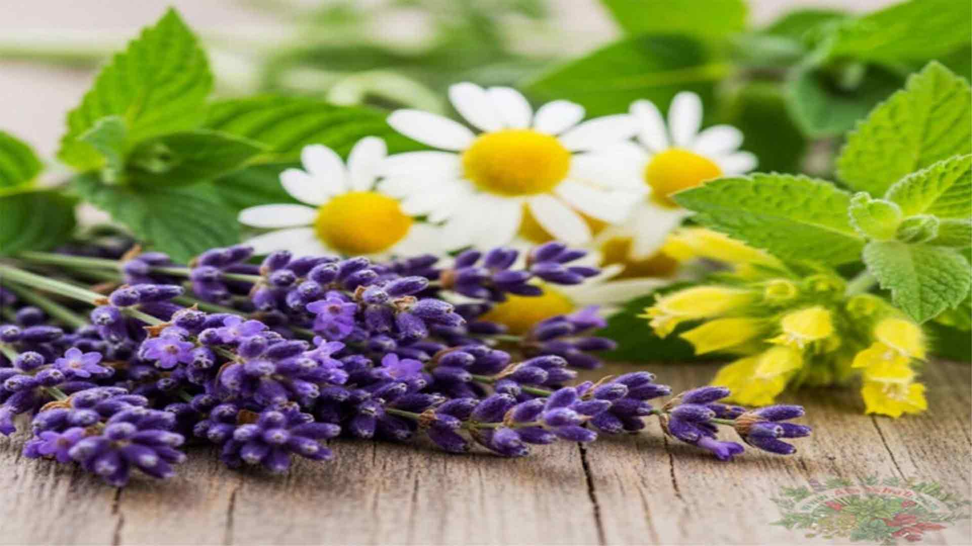 اعشاب تساعد على الاسترخاء مع دليلك الطبيعي للراحة والهدوء