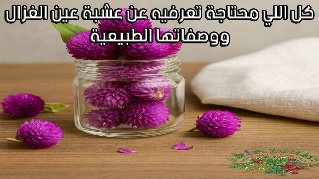 كل اللي محتاجة تعرفيه عن عشبة عين الغزال ووصفاتها الطبيعية