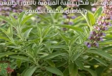 تعرف على شكل عشبة الميرمية بالصور الطبيعية وتفاصيل شكلها الحقيقي