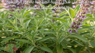 تعرف على شكل عشبة الميرمية بالصور الطبيعية وتفاصيل شكلها الحقيقي