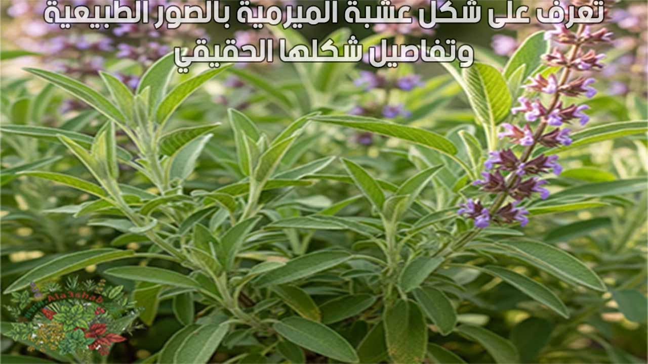 تعرف على شكل عشبة الميرمية بالصور الطبيعية وتفاصيل شكلها الحقيقي