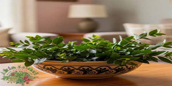 كل اللي محتاج تعرفه عن عشبة الاس واستخداماتها التقليدية في البيت