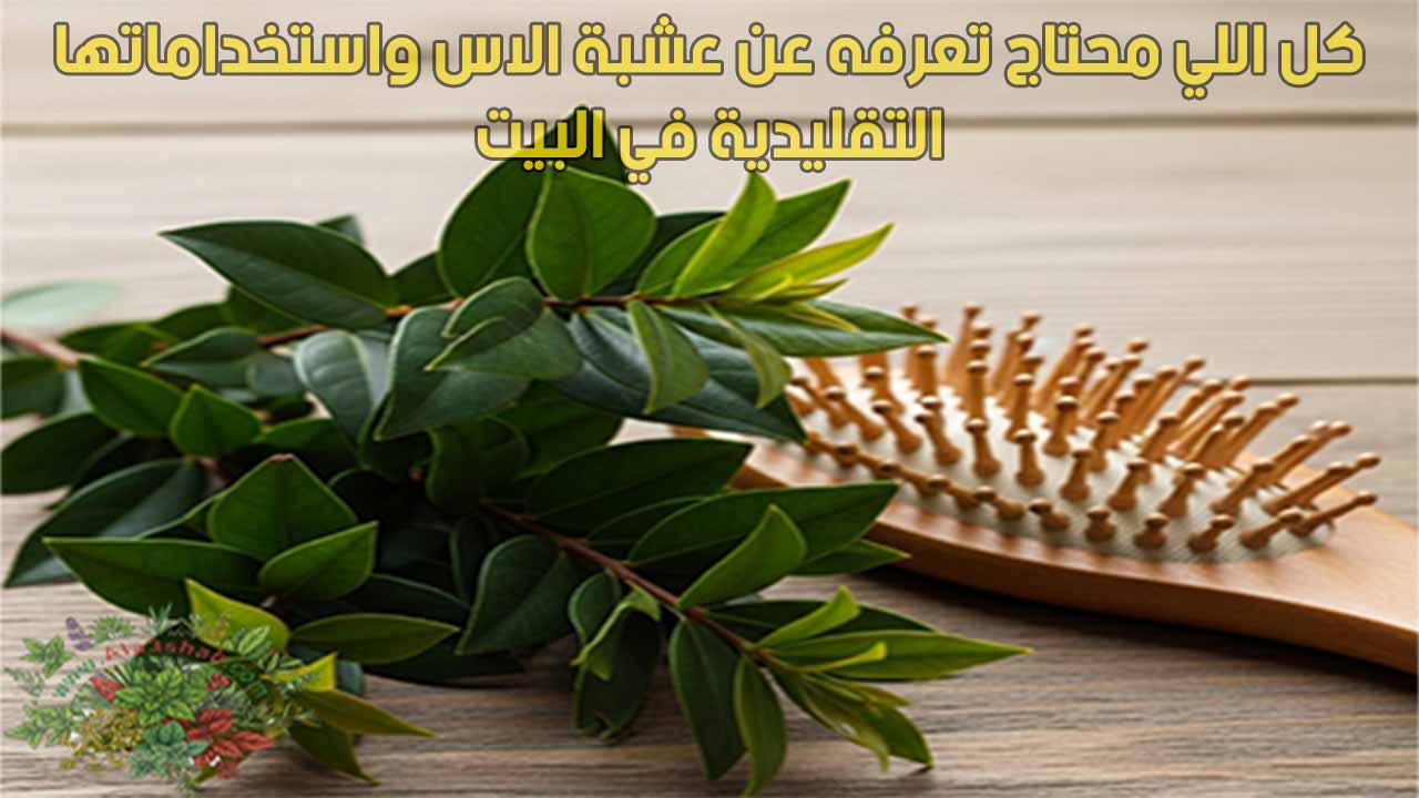 كل اللي محتاج تعرفه عن عشبة الاس واستخداماتها التقليدية في البيت