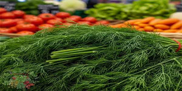 طريقة استخدام الشبت في الاكل ونكهته الهادية في وصفات مصرية معروفة