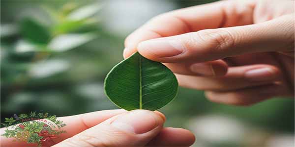كل اللي محتاج تعرفه عن عشبة الاس واستخداماتها التقليدية في البيت