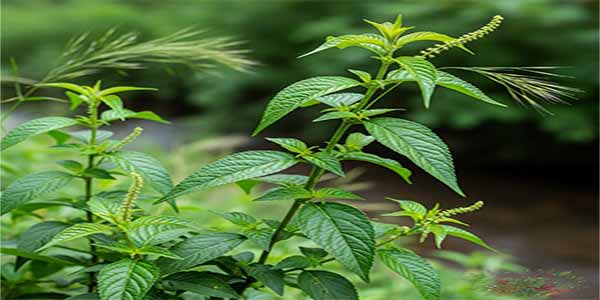 يا ترى سمعتي عن عشبة تاسكرا قبل كده؟ تعالي نعرف حكايتها مع بعض