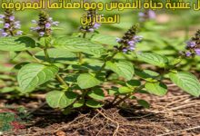 شكل عشبة حياة النفوس ومواصفاتها المعروفة عند العطارين - مدونة الاعشاب