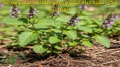 شكل عشبة حياة النفوس ومواصفاتها المعروفة عند العطارين - مدونة الاعشاب
