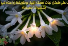 تعرف علي شكل نبات مسك الليل وطريقة زراعته في البيت بخطوات بسيطة