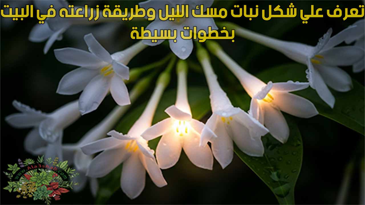 تعرف علي شكل نبات مسك الليل وطريقة زراعته في البيت بخطوات بسيطة