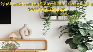 يا ترى سمعت عن نبات الخصلف؟ وهل هو نفسه القبار؟ تعالي اكتشف الخلاصة