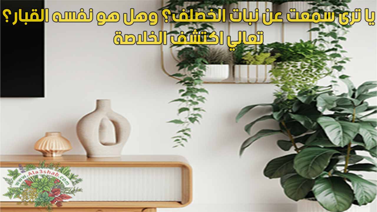 يا ترى سمعت عن نبات الخصلف؟ وهل هو نفسه القبار؟ تعالي اكتشف الخلاصة