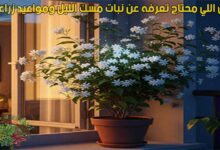 كل اللي محتاج تعرفه عن نبات مسك الليل ومواعيد زراعته
