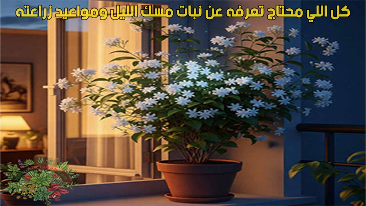 كل اللي محتاج تعرفه عن نبات مسك الليل ومواعيد زراعته