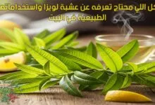 تعرفي علي عشبة لويزا واستخداماتها الطبيعية في البيت