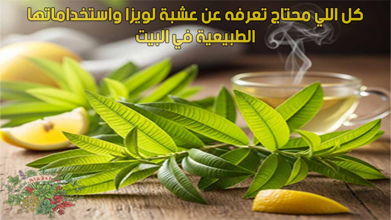 كل اللي محتاج تعرفه عن عشبة لويزا واستخداماتها الطبيعية في البيت
