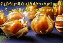 يا تري تعرف حكاية نبات الحرنكش ؟ وليه بيسموه التوت الذهبي ؟