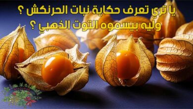 يا تري تعرف حكاية نبات الحرنكش ؟ وليه بيسموه التوت الذهبي ؟