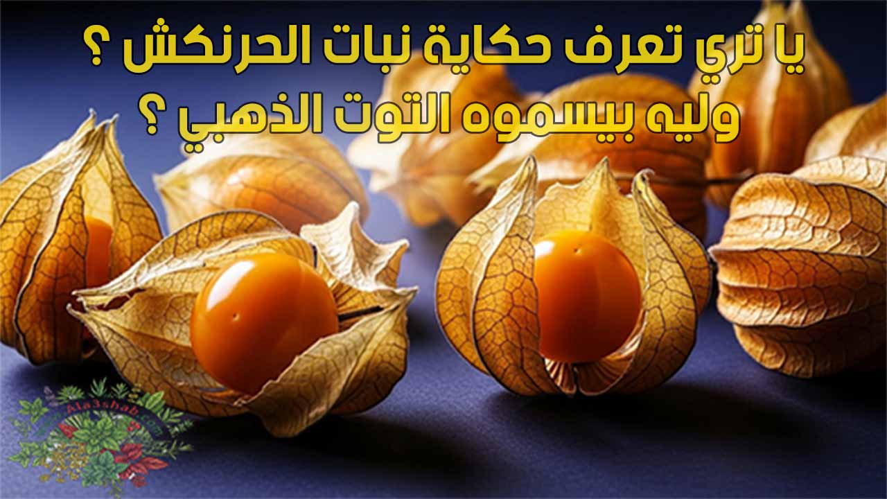 يا تري تعرف حكاية نبات الحرنكش ؟ وليه بيسموه التوت الذهبي ؟