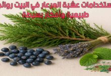استخدامات عشبة العرعار في البيت روائح طبيعية وأفكار بسيطة