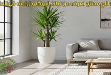 كل اللي محتاج تعرفه عن نبات اليوكا و زراعته في المنزل