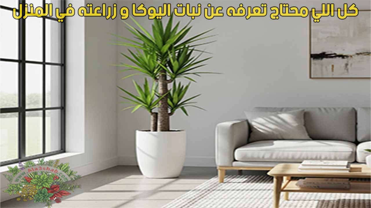كل اللي محتاج تعرفه عن نبات اليوكا و زراعته في المنزل
