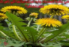 ماهي عشبة الهندباء وايه استخداماتها اللي ناس كتير متعرفهاش؟