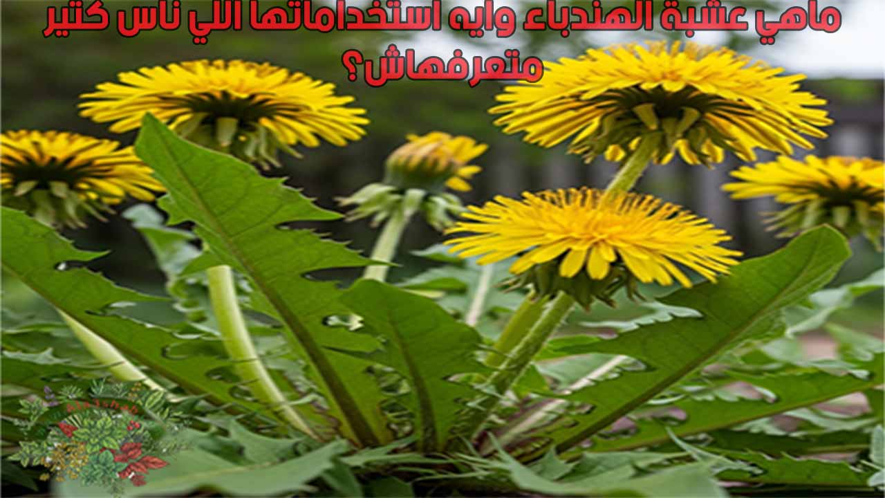 ماهي عشبة الهندباء وايه استخداماتها اللي ناس كتير متعرفهاش؟