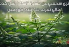 يا ترى سمعتي عن عشبة تاسكرا قبل كده؟ تعالي نعرف حكايتها مع بعض