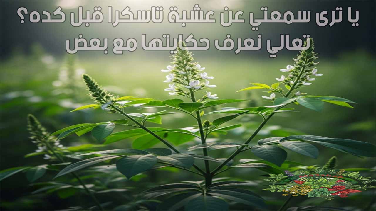 يا ترى سمعتي عن عشبة تاسكرا قبل كده؟ تعالي نعرف حكايتها مع بعض