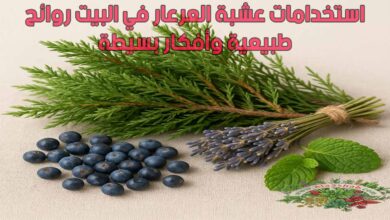 استخدامات عشبة العرعار في البيت روائح طبيعية وأفكار بسيطة
