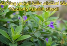 طريقة استخدام عشبة البرجس وماذا تقول المصادر الشعبية والعلمية؟