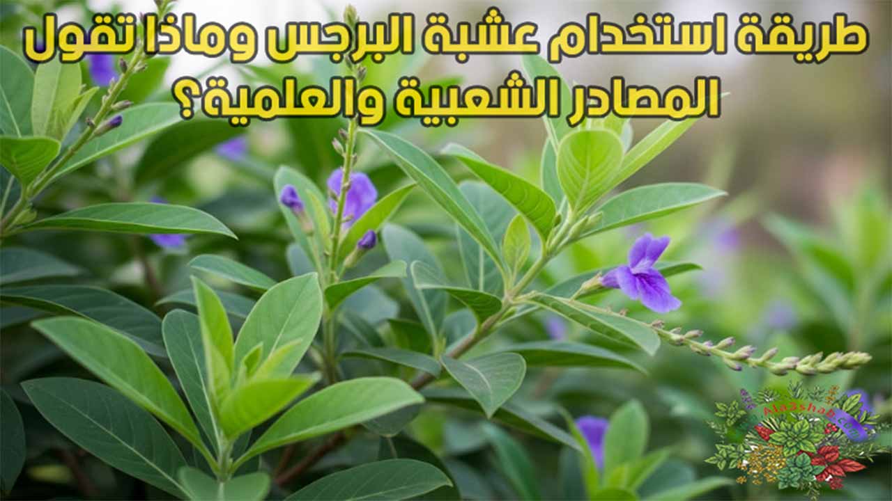 طريقة استخدام عشبة البرجس وماذا تقول المصادر الشعبية والعلمية؟