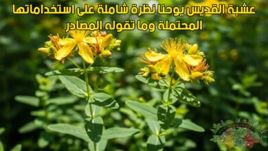 عشبة القديس يوحنا نظرة شاملة على استخداماتها المحتملة وما تقوله المصادر