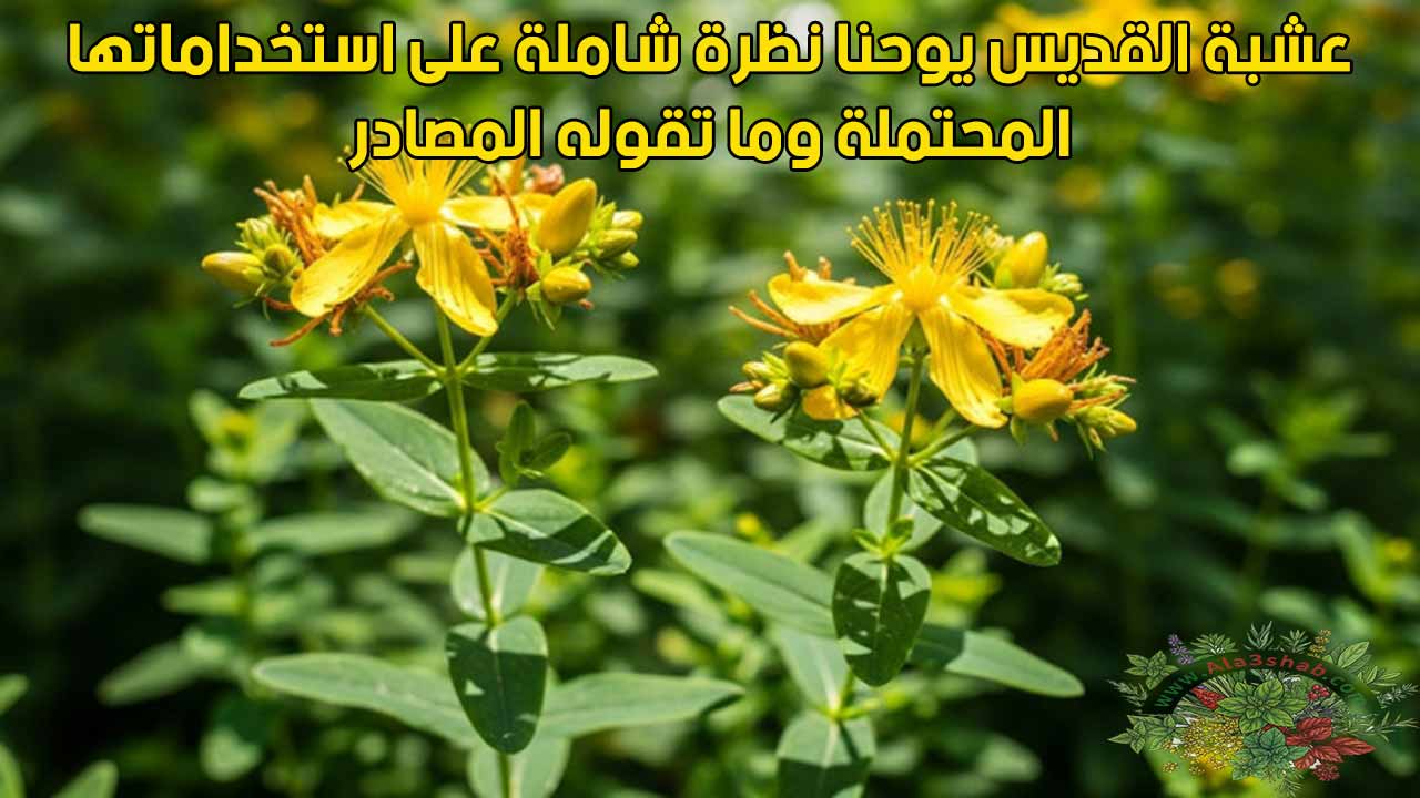 عشبة القديس يوحنا نظرة شاملة على استخداماتها المحتملة وما تقوله المصادر