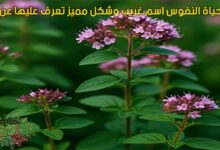 نبتة حياة النفوس اسم غريب وشكل مميز تعرف عليها عن قرب