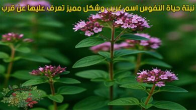 نبتة حياة النفوس اسم غريب وشكل مميز تعرف عليها عن قرب
