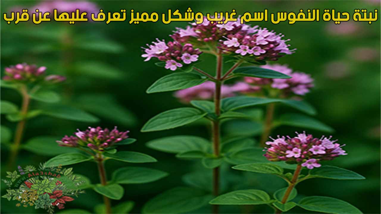 نبتة حياة النفوس اسم غريب وشكل مميز تعرف عليها عن قرب