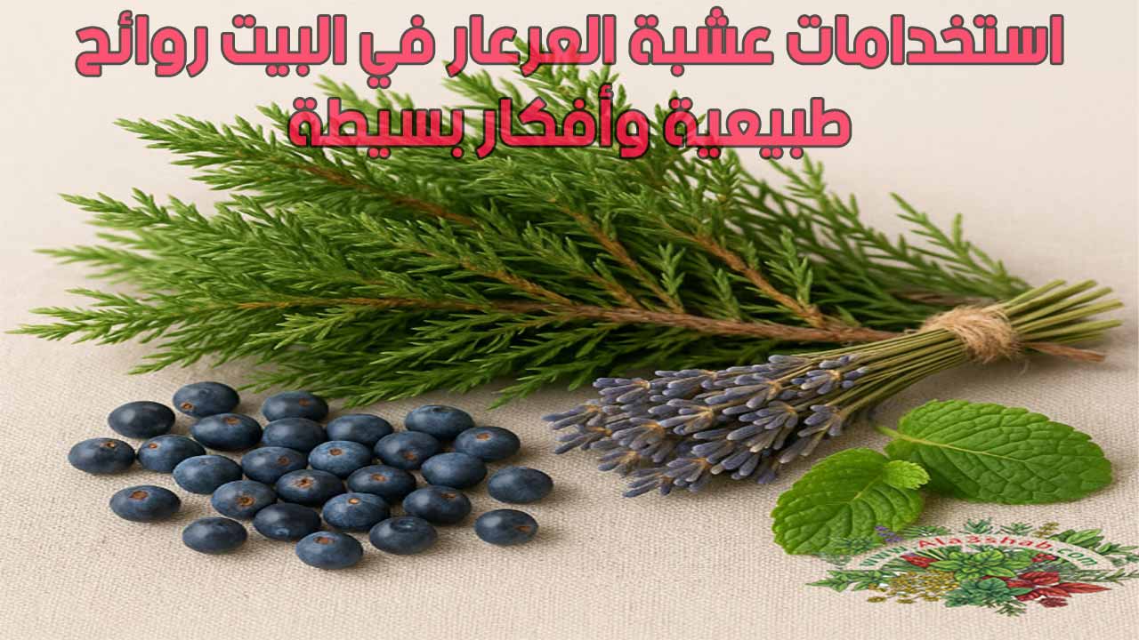 استخدامات عشبة العرعار في البيت روائح طبيعية وأفكار بسيطة